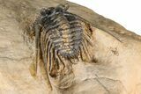 Large, Chocolate-Brown Kettneraspis Trilobite - Lghaft, Morocco #382855-4